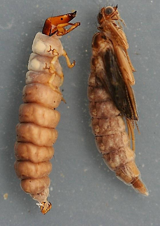 Rhyacophila betteni group. 14 mm.