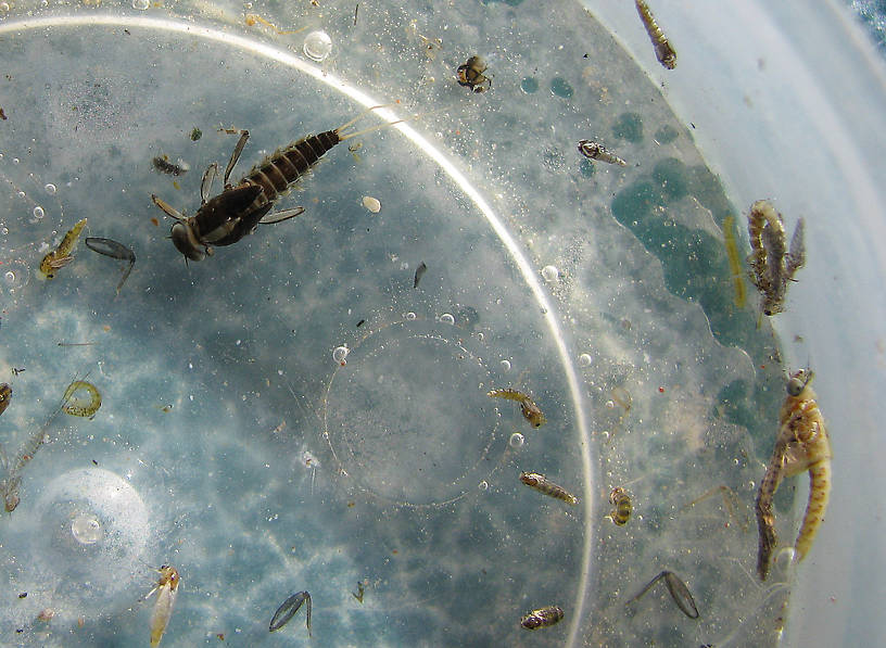 Pump samples. Not very clear, but the nymphs have 3 tails.