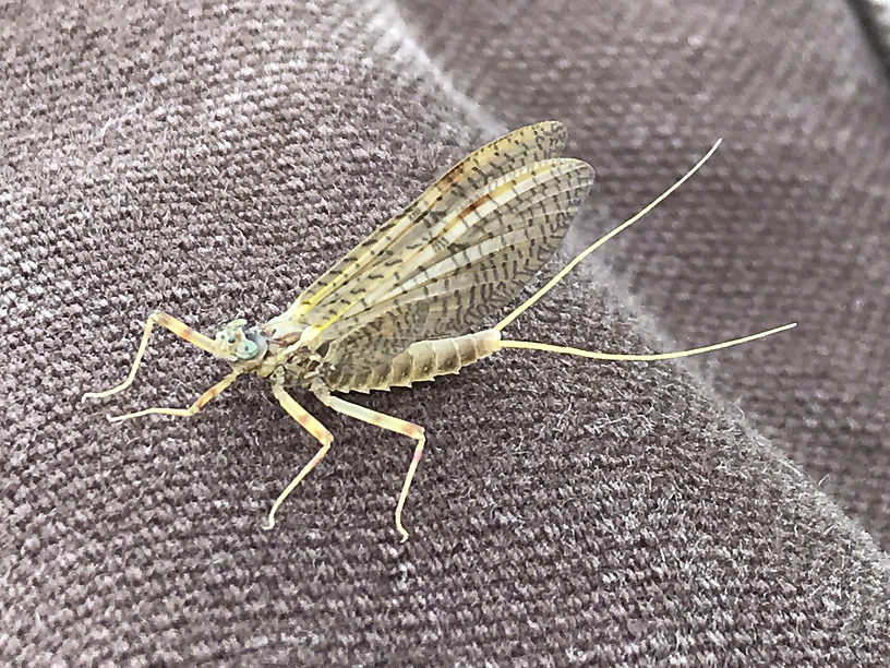 Unknown Bug