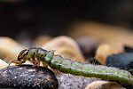 large free living caddis rhyacophila?  (by Kjfeen in Insect Identification Requests)