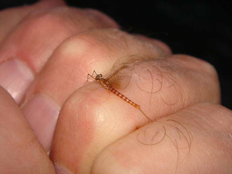 Is this an Epeorus species?  Which one?  Found in SW Alberta, Canda