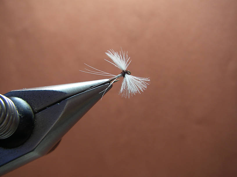 CDC wing floats like a cork.  2488 hook, size 20.  A great fly in a riffle, or the head of a pool.  Shawn will love the fact that there is no synthetic material in this fly.