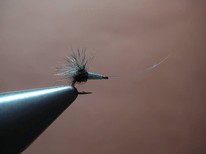 Reverse Hacklestacker.  Since I taught Lastchance how to tie this, I no longer have an advantage!
2488 size 22.  Whiting size 20 grizzly hackle.
My best all around trico pattern.  Works during the entire hatch.  Often I'll have a male on the 3 weight (size 22 2488) and a female size 20 2488 on the bamboo 4 weight