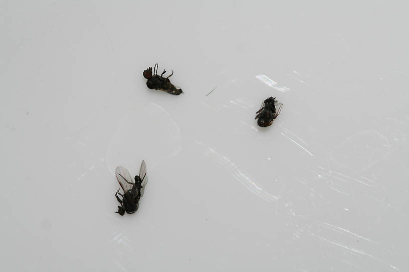 These were quite numerous in and on the film when I was looking for tricos - they are about the same size.  Are these the little black flies that bite you?  