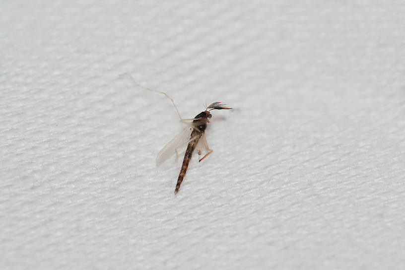 A different midge, the only one I collected that was this color.  There were a variety I saw, but the vast majority were the multicolored version in the third pic.  Size 22.