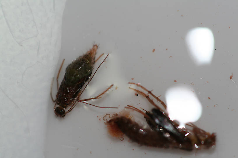 The smaller, more in-focus pupa was still alive, kicking and swimming, hours later while taking photos.  The larger, blurry one died pretty quickly - I think I injured it.  Size 16 and 12, respectively, nearly identical in color.