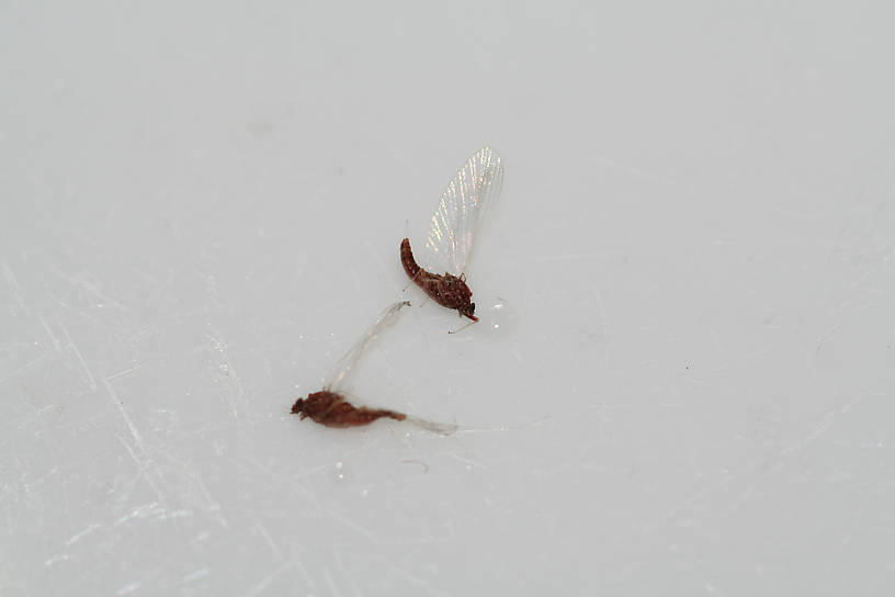 A few more of these little rusty baetids I've been finding.  Don't know if the fish have been feeding on them - have only found them here and there.  I tied up a few good-looking dries for them, but I haven't fished them yet.  Size 24.