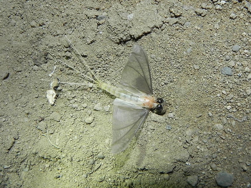 another close up of male subimago