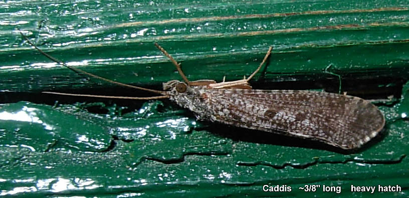 Western Caddisfly adult