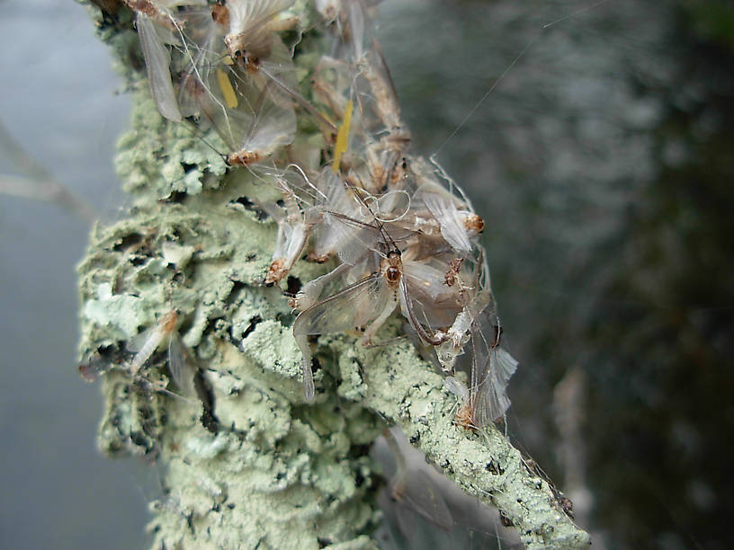 Ephoron luekon caught in spider's web on a branch.