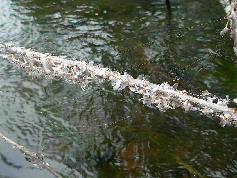 A branch full of white flies!