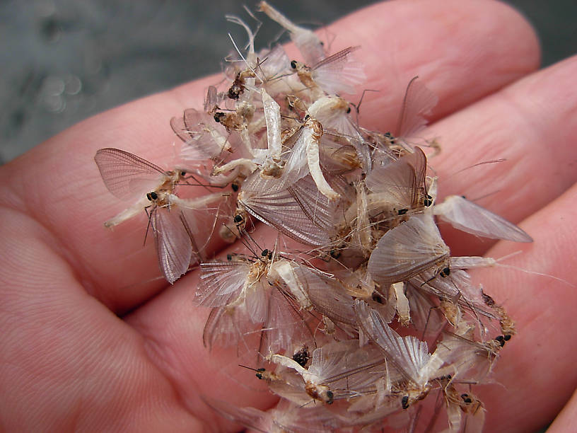 A hand full of Ephoron luekon duns & spinners