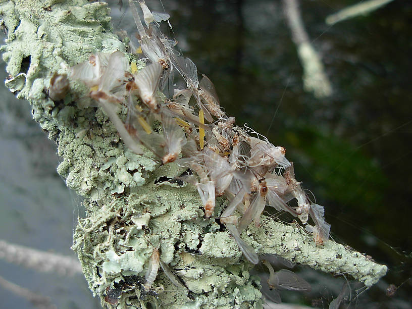 It appears the females have long, slender yellow egg sacks.