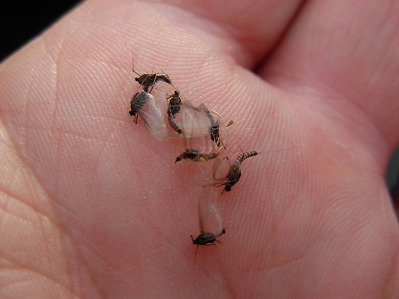 Tricos and some other small mayflies. One in the hand is worth two in the bush.