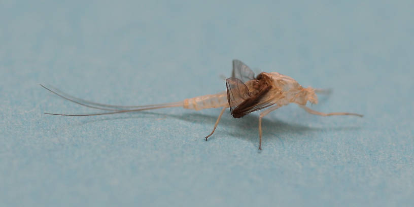 The coloration of the dun's wings gets left behind in its exuvia.
The background for this image is a blue post-it note.