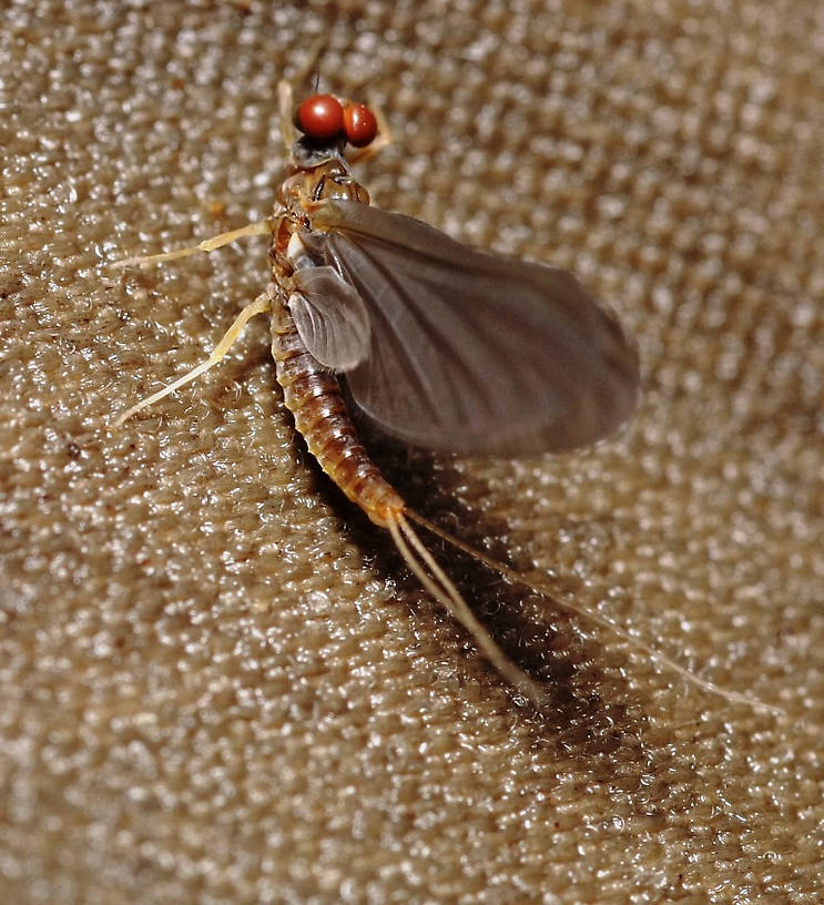 close up of the smaller brown subimago