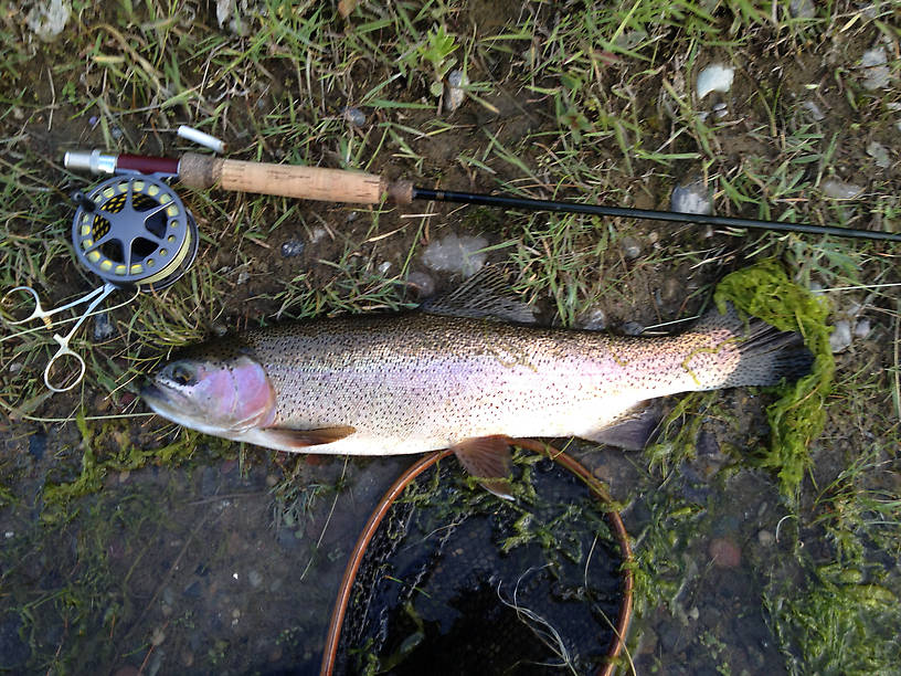 Another 20" rainbow