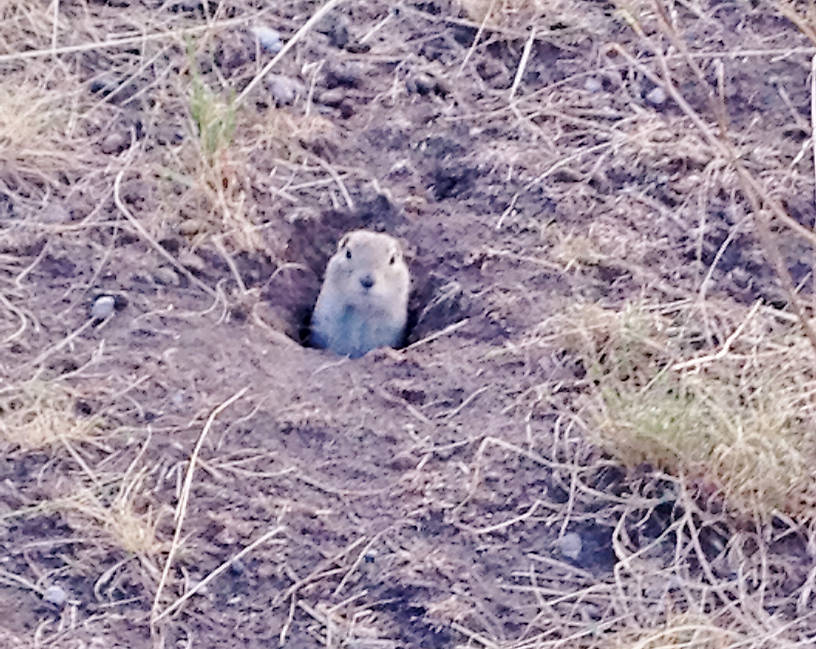 My buddy Petey the Prairie Dog.