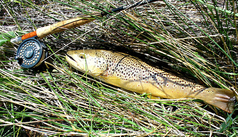 One of the few browns I caught.