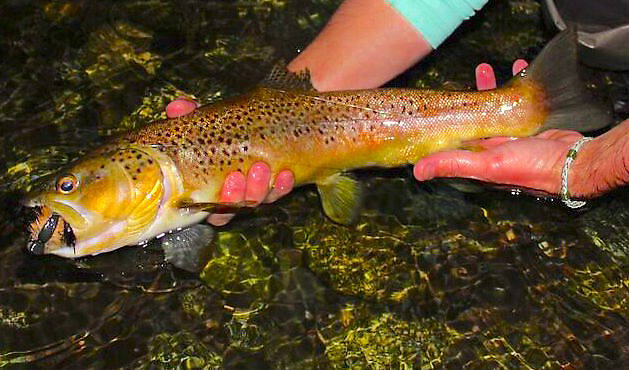 brown taken on a mouse fly at dark!!!