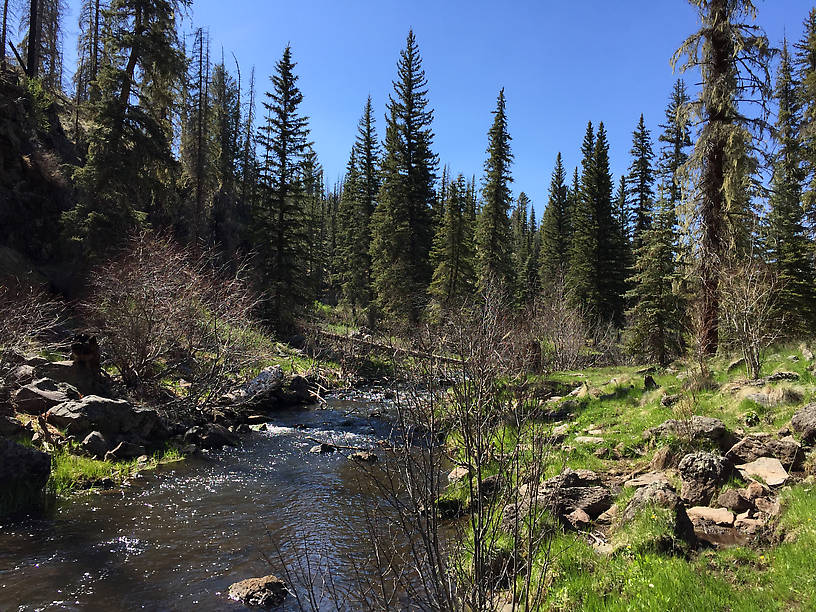 West Fork of the Black River.  After a 3 mile hike in, some of which was vertical, we arrived at this small beautiful stream.  It was full of wild brown trout.