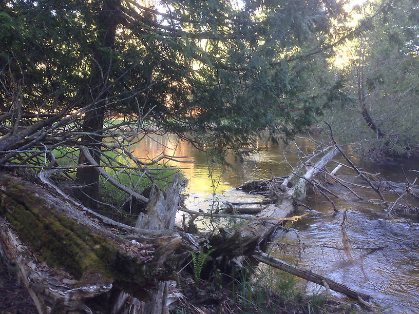 The deadfall keeps the kayaks and canoes away...