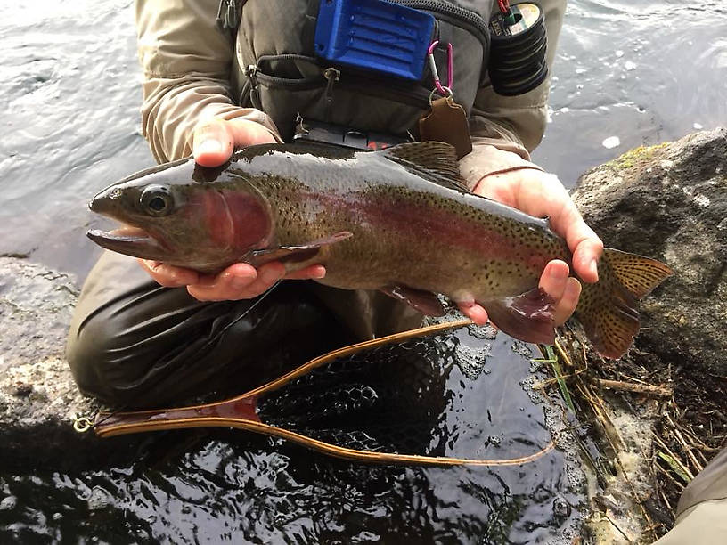 My biggest Redband--See the bright red gill plate?