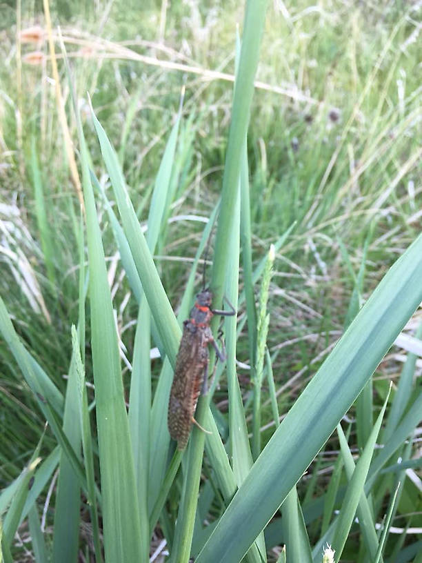 And salmonfly.  Huge bugs.  One night returning to the hotel, I got my chest pack to organize some stuff.  In the elevator I felt something on my hand and looked down to find four salmonflies that had hitched a ride.  They were all over us as we made our way through the brush to fish under the trees and bushed that were thick with them.  