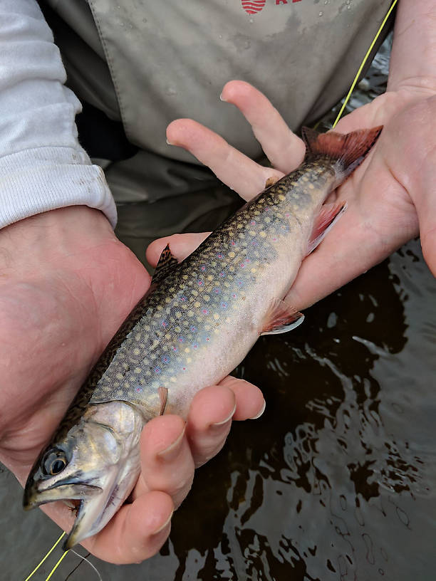 Personal best brookie so far. 