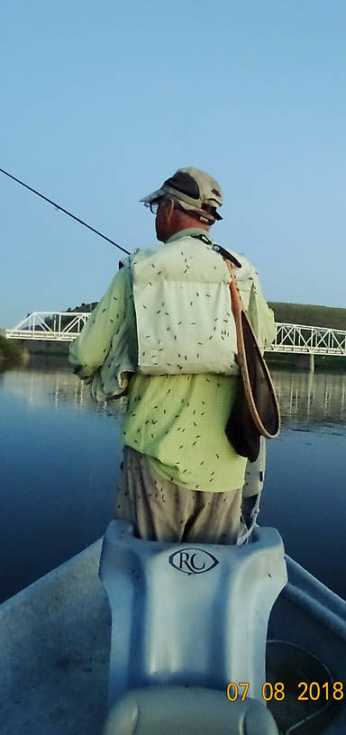 Heavy evening cinnamon caddis.