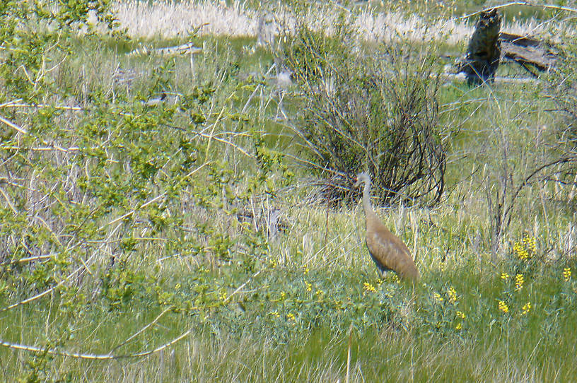 Sand Hill Crane along the Beaverhead near Henneberry Access