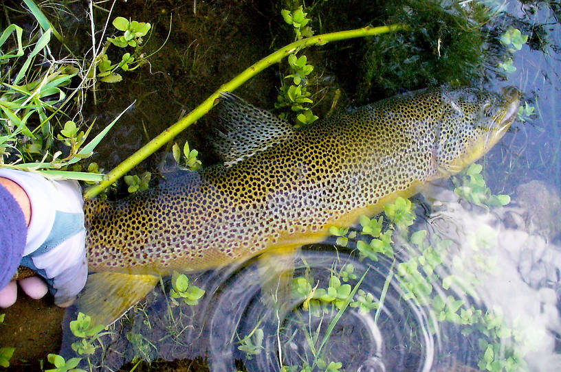 Same fish being released.