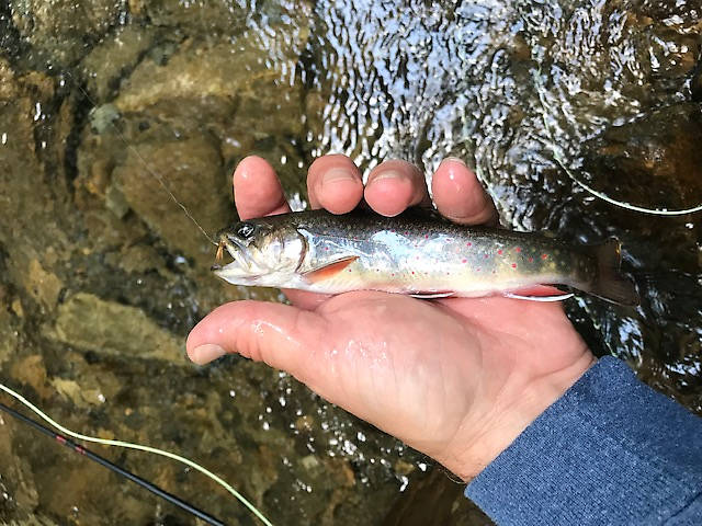 WV native and state fish the brook trout. What a wonderful day!!