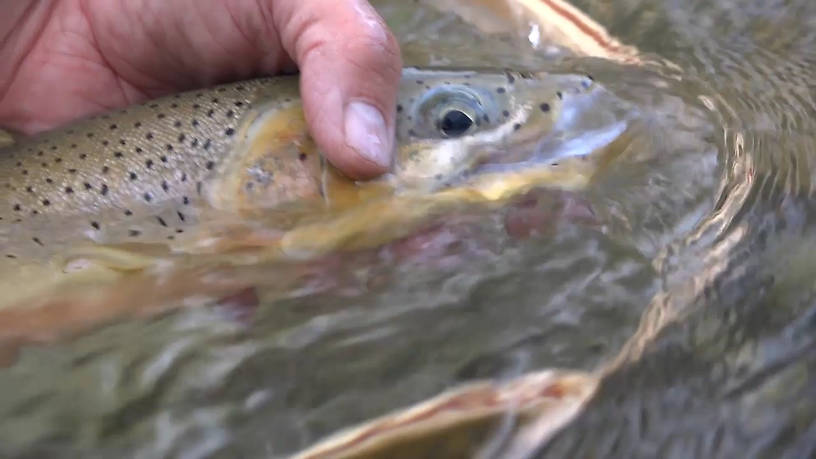 A beautiful Cutthroat. Over 20 inches.

We caught several large trout and many other nice fish. Mostly on the dry. The Elk is a fantastic 
River.