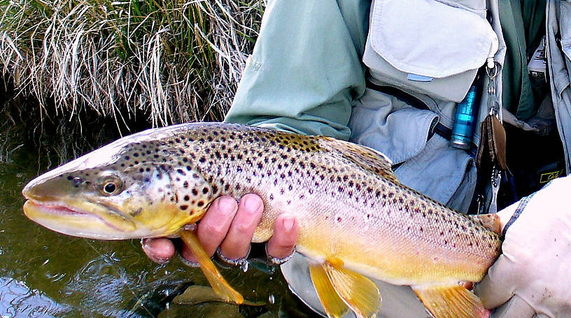 A real Montana toad!