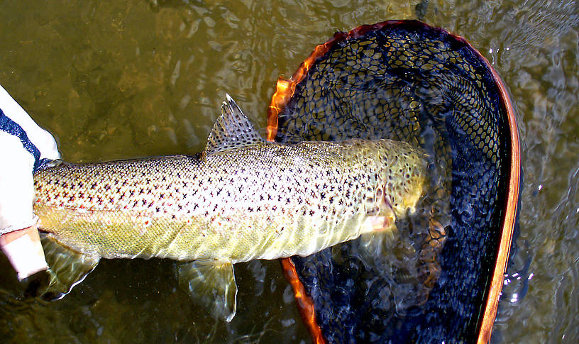 19" brown from a little spring creek