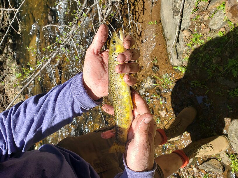 Biggest fish we caught. Got him with a nymph on my 5'9" 1wt set up. It was like I had a great white on the line.