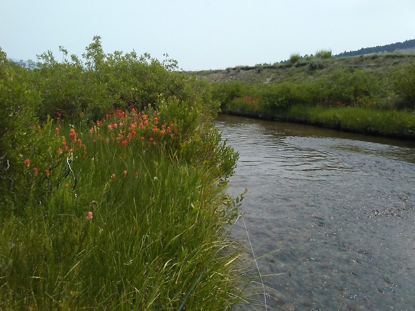 Streamside flowers.