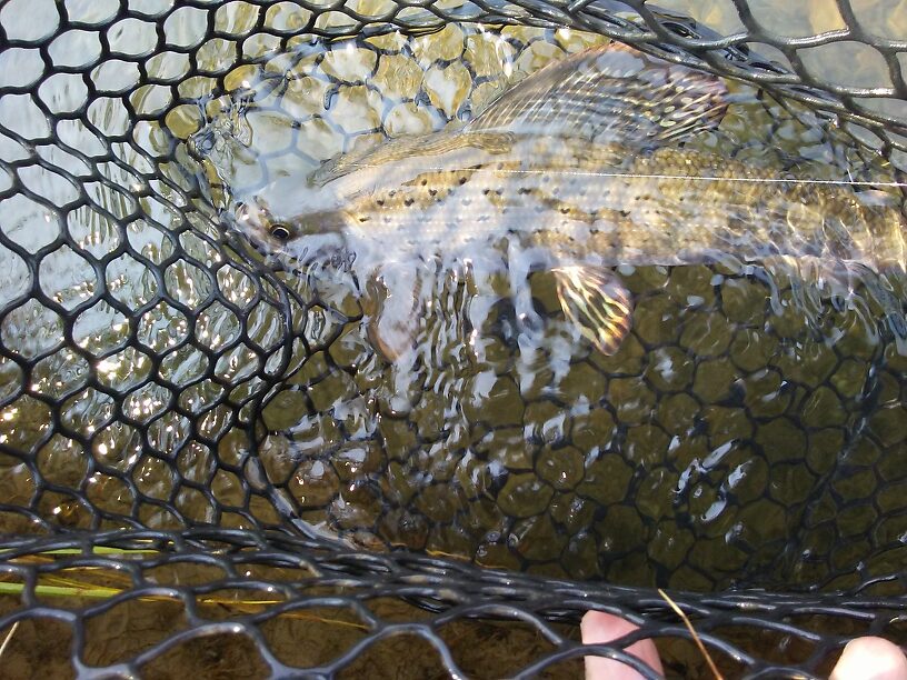 Grayling!