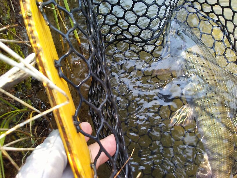 Wet and in the net.