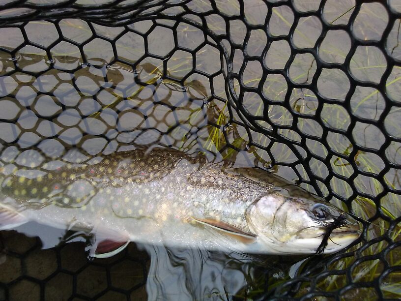 Brook Trout.