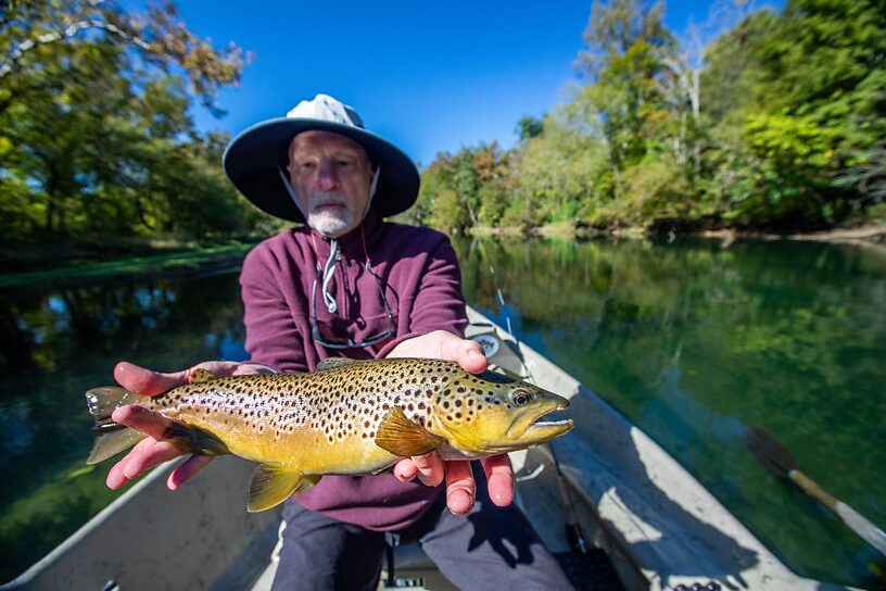 19" Brown on size 20 midge 7X