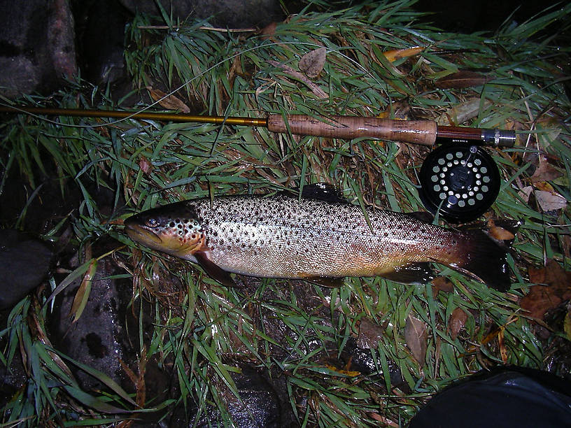 17" Brown