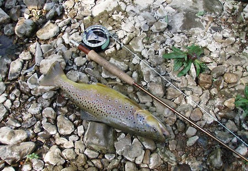 the brown trout