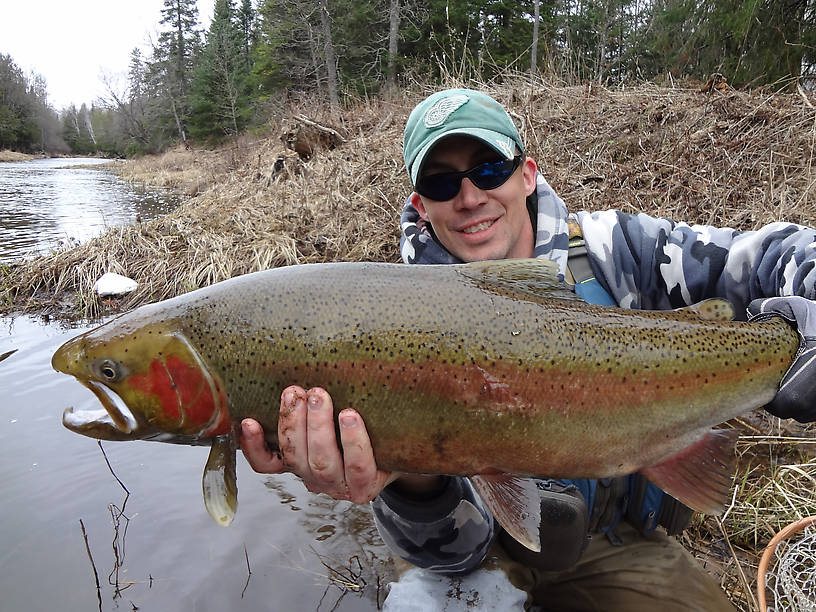 Definitely my biggest Steelhead ever. 