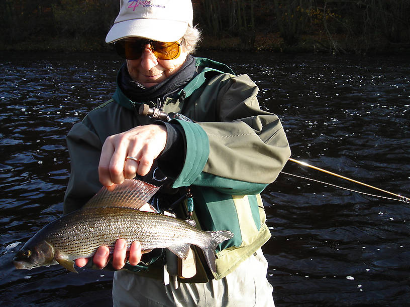 sunny morning, handsome fish--life is good! River Ure at Masham.