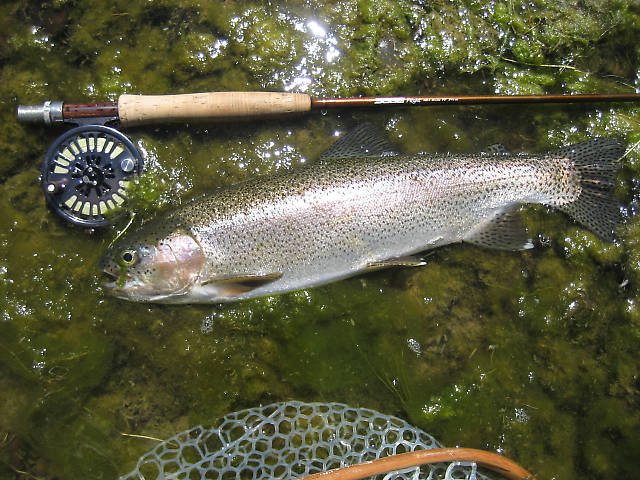 Another 19" Rainbow