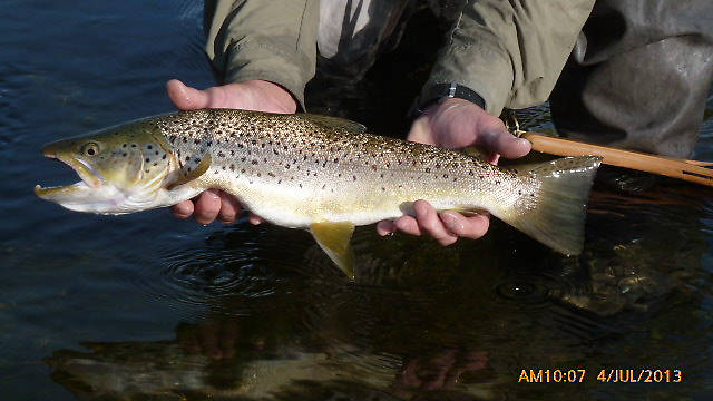 21" Brown