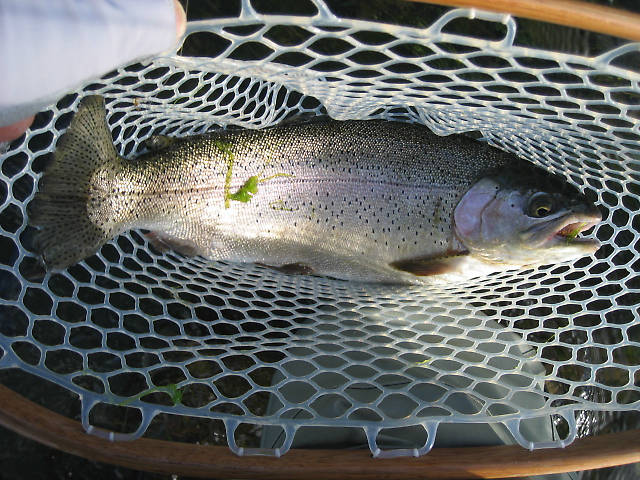 Thick Rainbow in Brodin