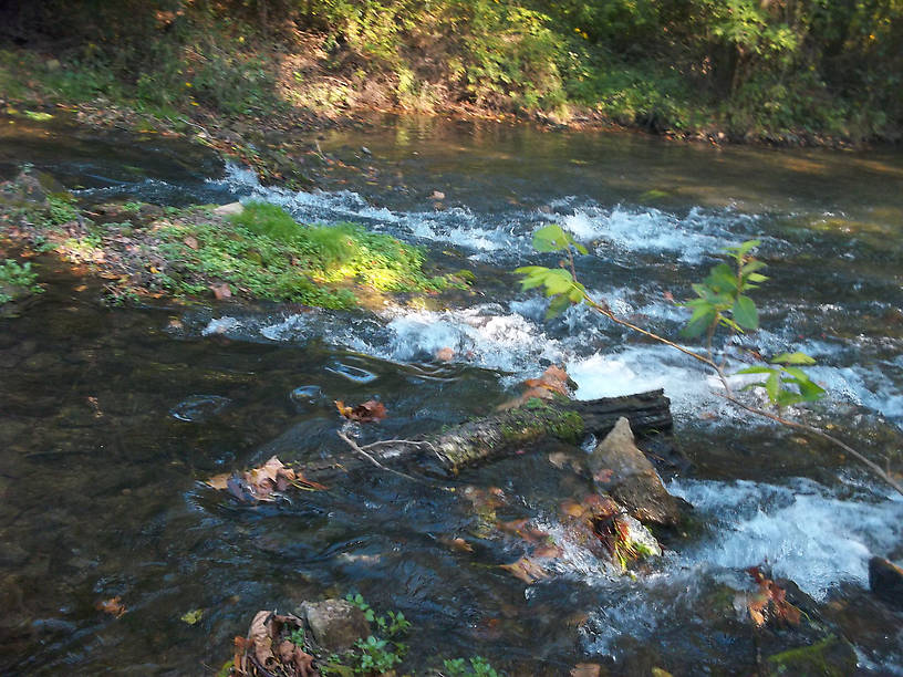 Part of the spring branch that feeds into the Current in Montauk Park. This section is quite pretty..but also allows bait fishing. It's too crowded to be worth a fly fisherman's time for the most part.